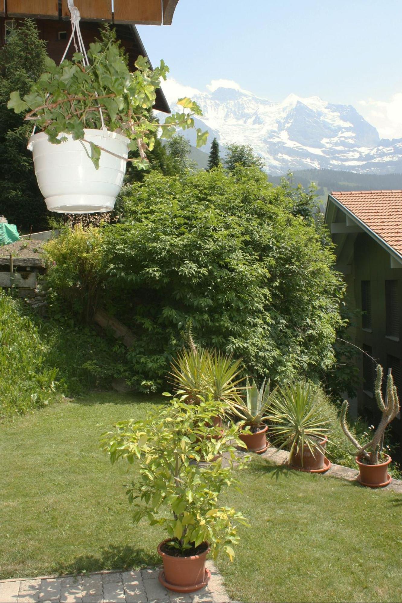 Chalet Protea Wengen Exteriér fotografie